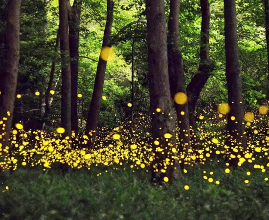 Bhimashankar Fireflies Festival