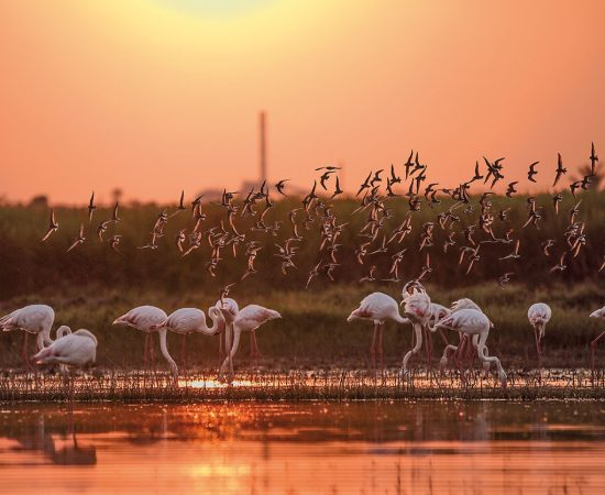 Bhigwan Bird Watching (Flemingo)