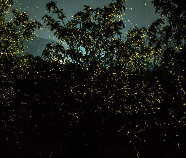 Bhimashankar Fireflies Festival