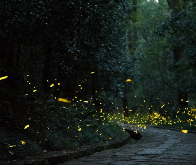 Rajmachi Fireflies Festival