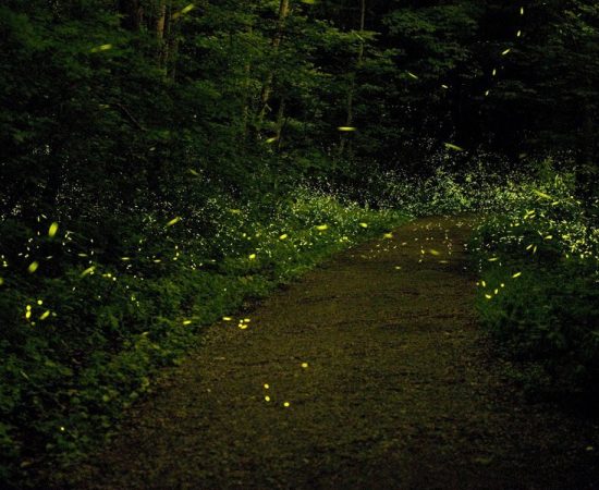 Rajmachi Fireflies Festival