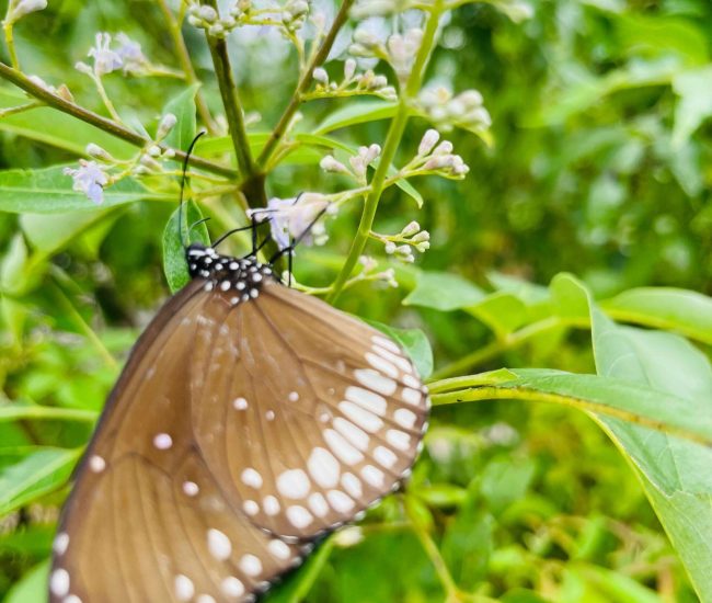 Andharban Jungle Trek