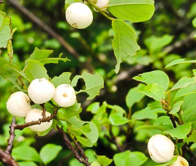 Andharban Jungle Trek