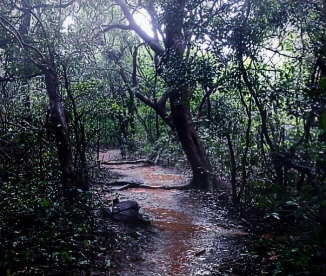 Aadrai Jungle Trek