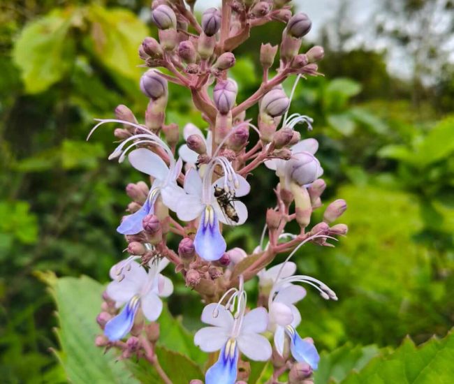 Panhala To Pawankhind Trek