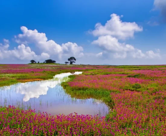 Kaas Pathar Flower Festival