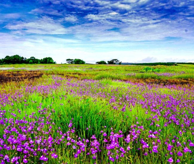 Kaas Pathar Flower Festival