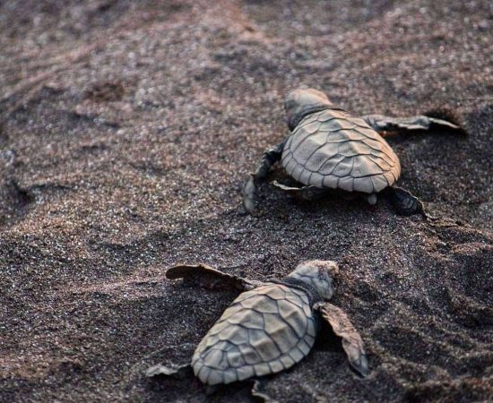 Velas Turtle Festival