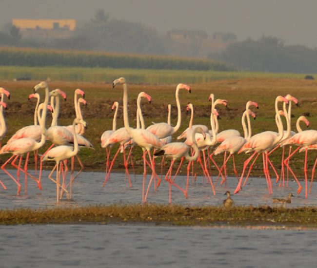 Bhigwan Bird Watching (Flemingo)