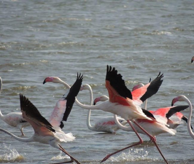 Bhigwan Bird Watching (Flemingo)